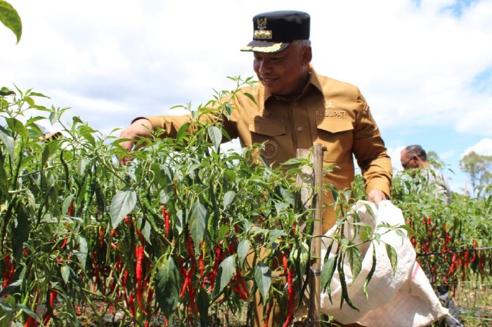 Pj. Bupati Aceh Tengah Bersama TPID Lakukan Kunjungan dan Panen Cabai di Kecamatan Ketol